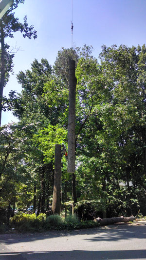 At Stump Grinders Tree Service, Inc., we specialize in many different areas of tree removal.