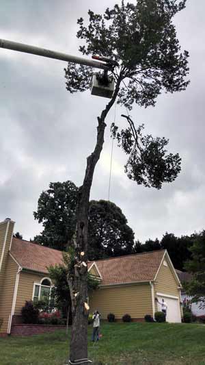 Tree Trimming and Pruning Services by Stump Grinders