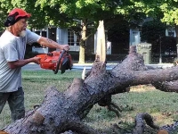 Emergency Storm Damage Tree Services