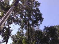 Large Tree Removal Services with Crane