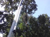 Large Tree Removal Services with Crane