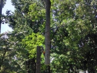 Large Tree Removal Services