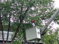 Stump Grinders Tree Service, Inc. Tree Trimming