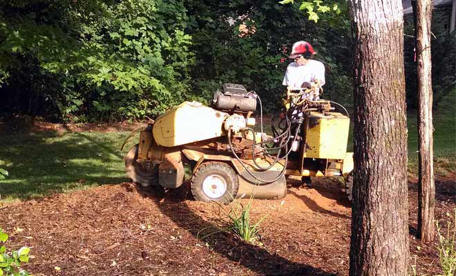 Tree Stump Grinding Services