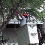 Tree Trimming and Pruning Services by Stump Grinders